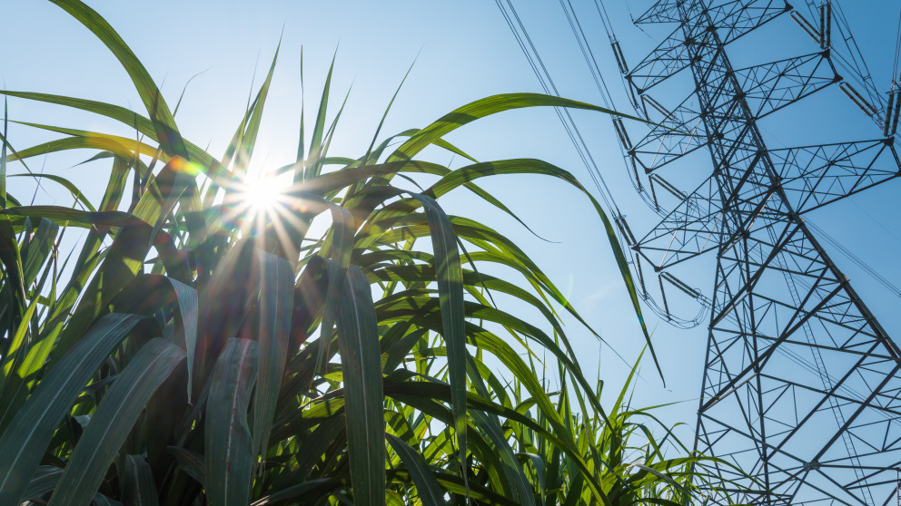 Brazil produces not only sugar but also biofuel from sugar cane.