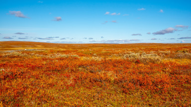Herbstfarben auf der Finnmark-Hochebene, Norwegen.